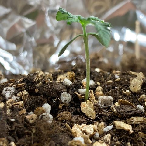 Red Poison Auto growlog timeline photo