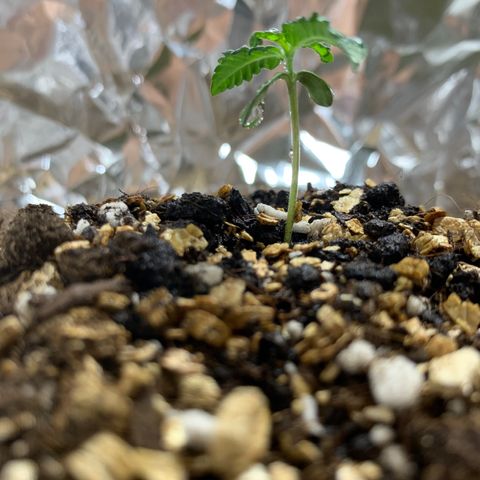 Red Poison Auto growlog timeline photo
