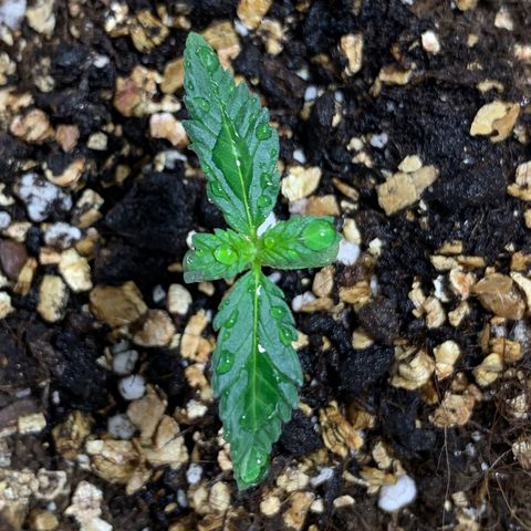 Red Poison Auto growlog timeline photo