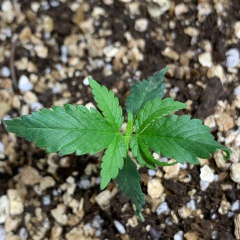 Red Poison Auto growlog timeline photo