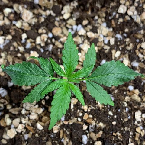 Red Poison Auto growlog timeline photo