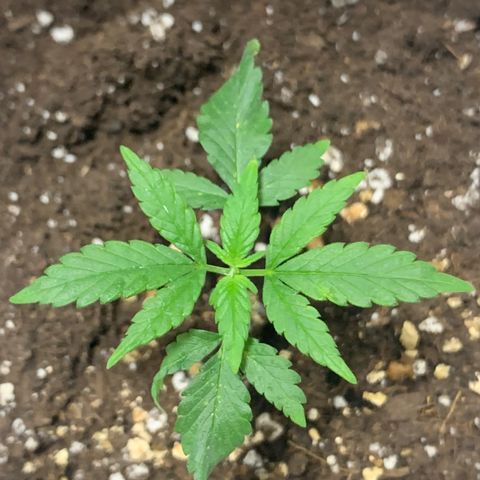Red Poison Auto growlog timeline photo