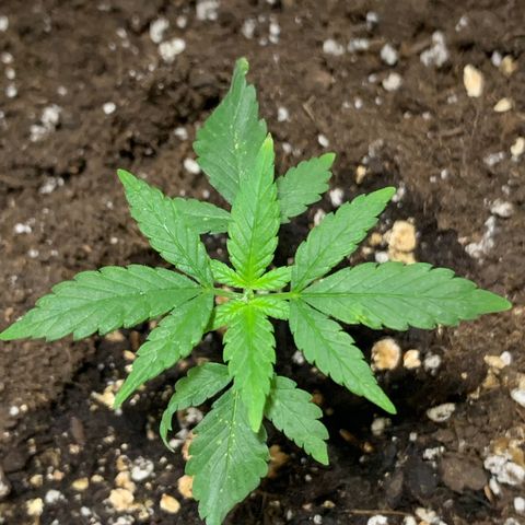 Red Poison Auto growlog timeline photo