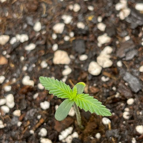 Double Grape growlog timeline photo