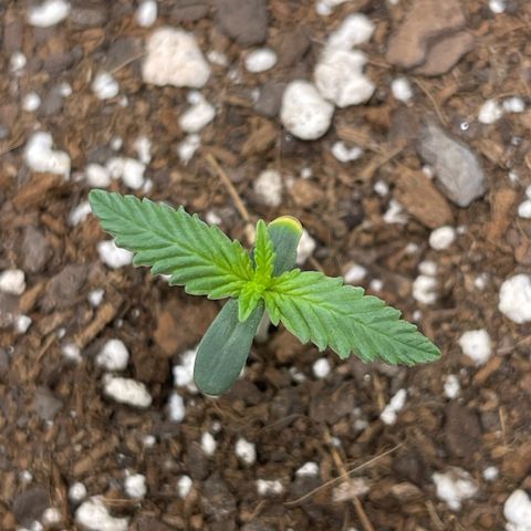 Double Grape growlog timeline photo