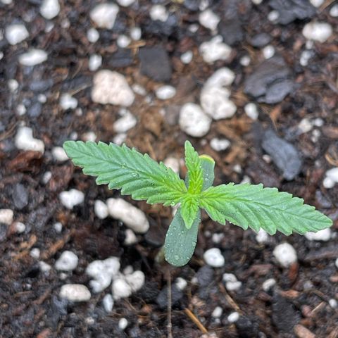 Double Grape growlog timeline photo
