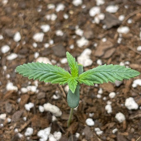 Double Grape growlog timeline photo