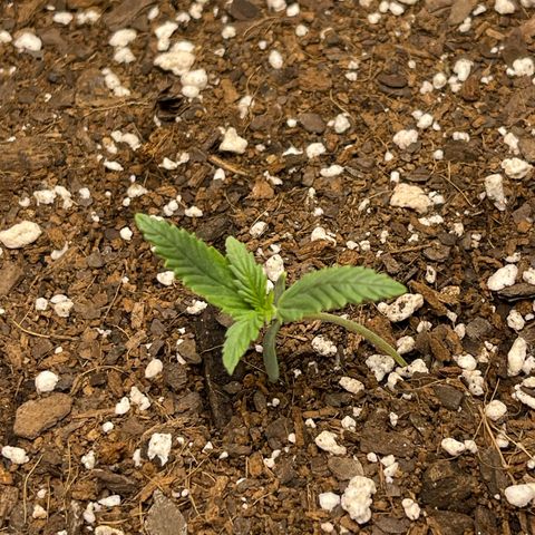 Double Grape growlog timeline photo