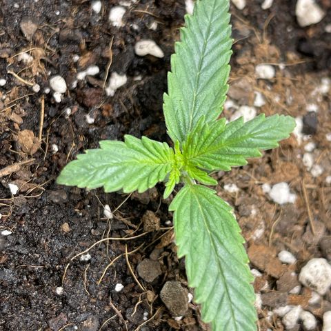 Double Grape growlog timeline photo