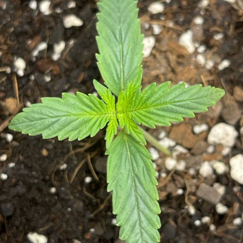 Double Grape growlog timeline photo