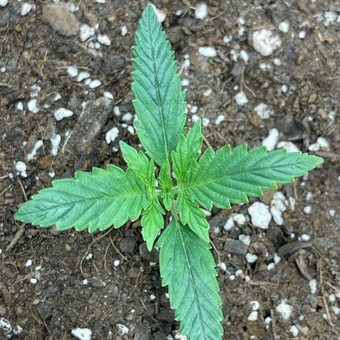 Double Grape growlog timeline photo