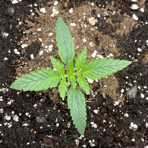 Double Grape growlog timeline photo