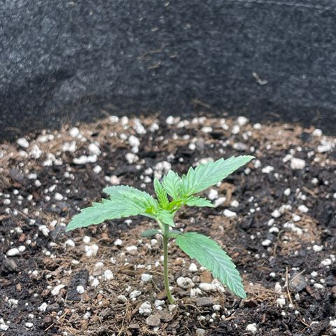 Double Grape growlog timeline photo