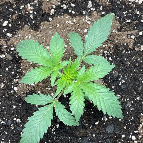 Double Grape growlog timeline photo