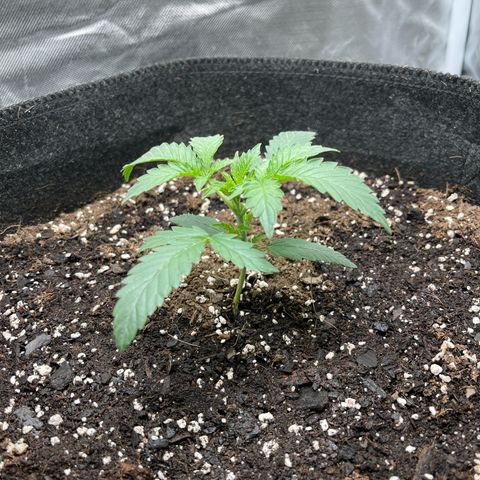 Double Grape growlog timeline photo