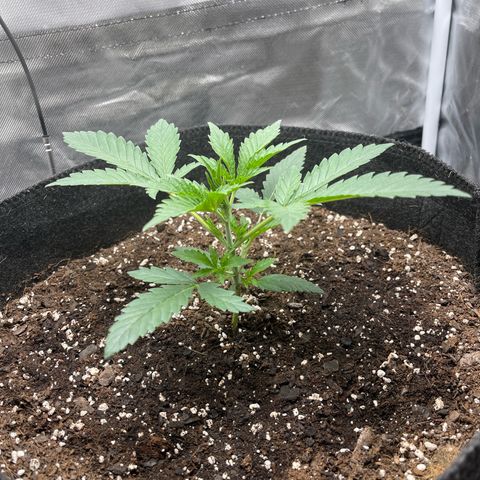 Double Grape growlog timeline photo
