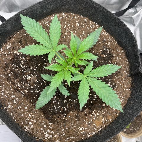 Double Grape growlog timeline photo