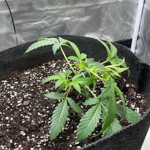 Double Grape growlog timeline photo
