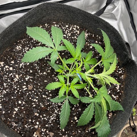Double Grape growlog timeline photo