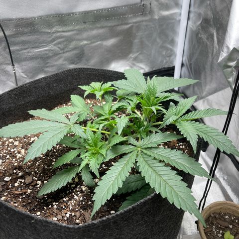 Double Grape growlog timeline photo