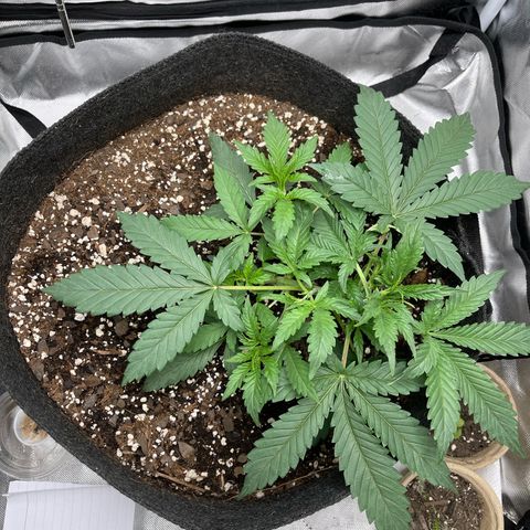 Double Grape growlog timeline photo