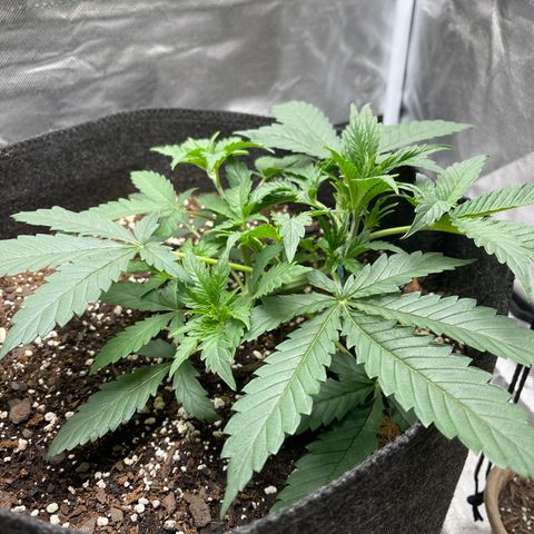 Double Grape growlog timeline photo