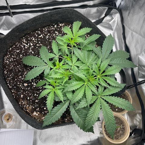 Double Grape growlog timeline photo