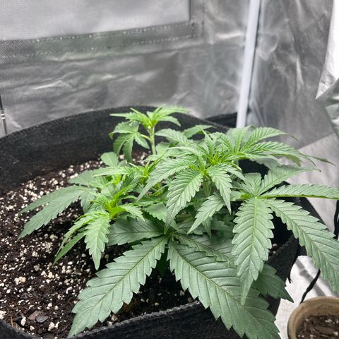 Double Grape growlog timeline photo