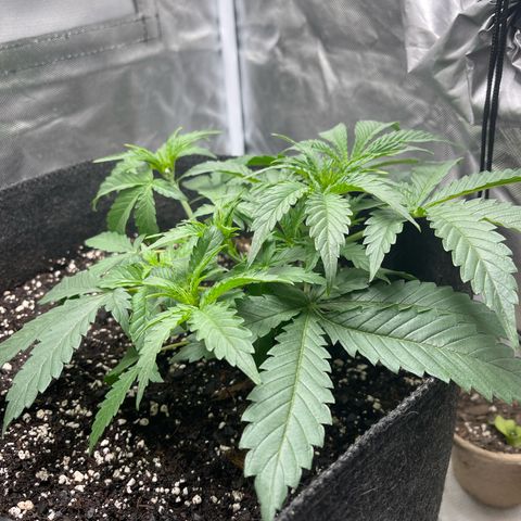 Double Grape growlog timeline photo