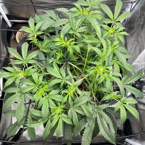 Double Grape growlog timeline photo