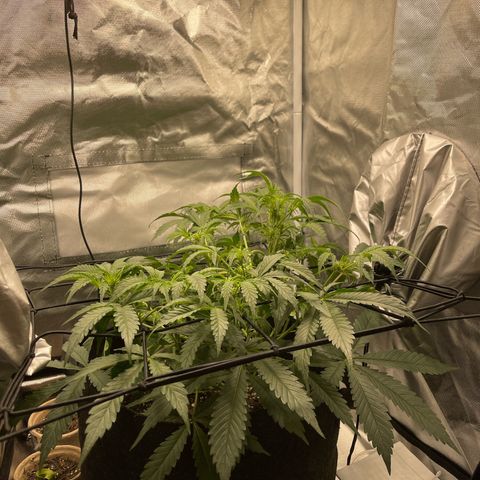 Double Grape growlog timeline photo