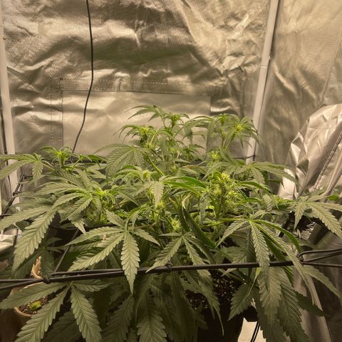 Double Grape growlog timeline photo