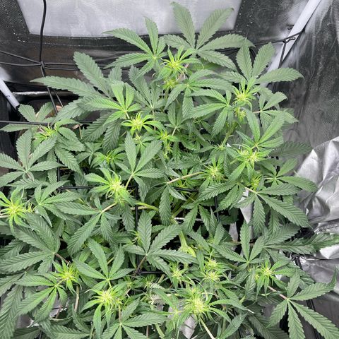 Double Grape growlog timeline photo