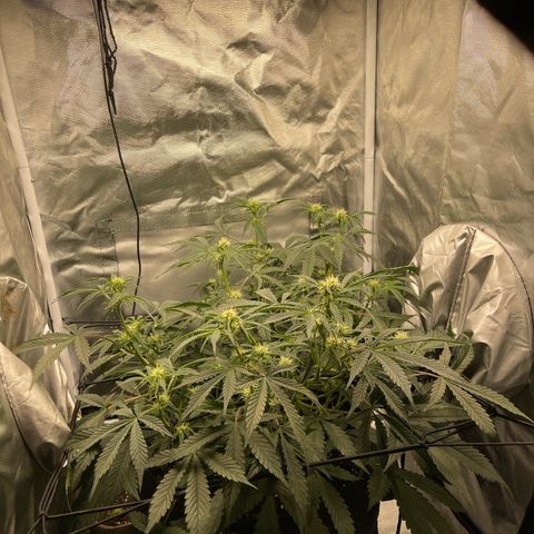 Double Grape growlog timeline photo