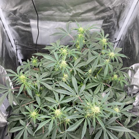 Double Grape growlog timeline photo