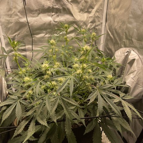 Double Grape growlog timeline photo