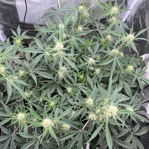 Double Grape growlog timeline photo