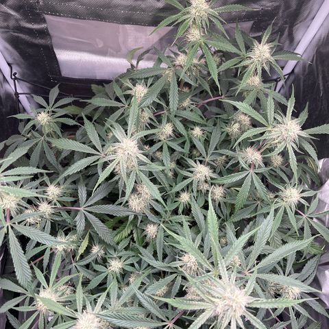 Double Grape growlog timeline photo