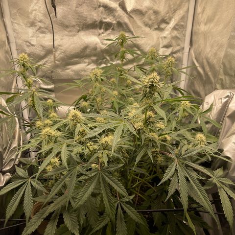 Double Grape growlog timeline photo