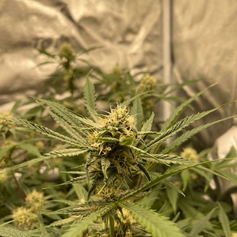 Double Grape growlog timeline photo