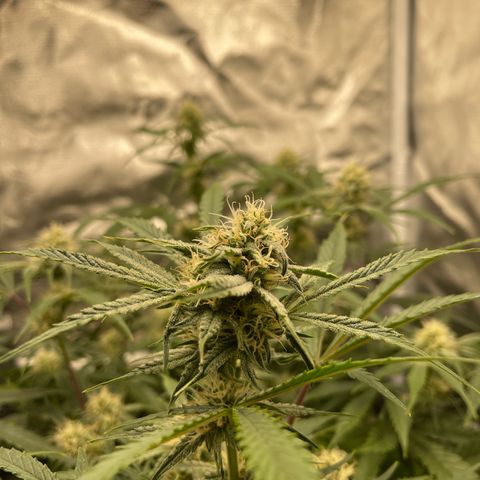 Double Grape growlog timeline photo