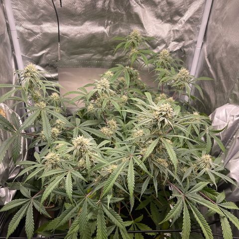 Double Grape growlog timeline photo
