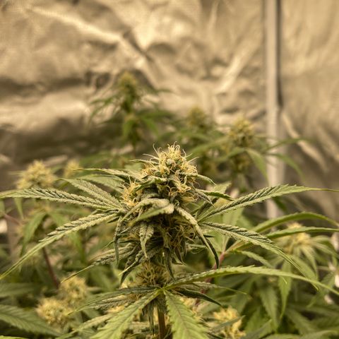Double Grape growlog timeline photo
