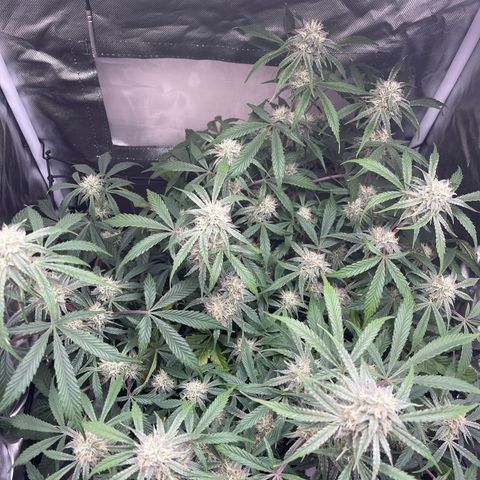 Double Grape growlog timeline photo