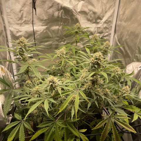 Double Grape growlog timeline photo