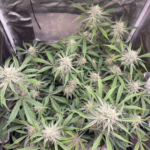 Double Grape growlog timeline photo