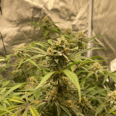 Double Grape growlog timeline photo