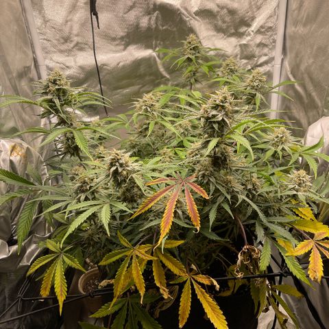 Double Grape growlog timeline photo