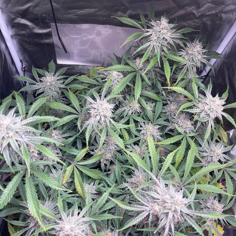 Double Grape growlog timeline photo