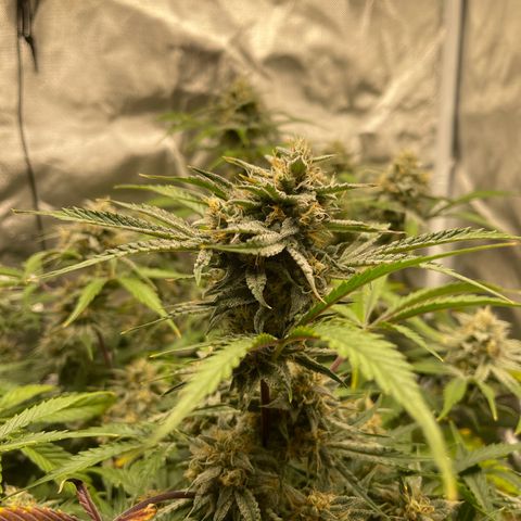 Double Grape growlog timeline photo